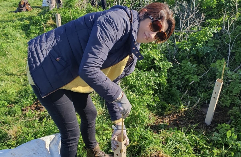 Planting trees along the coast in Reculver